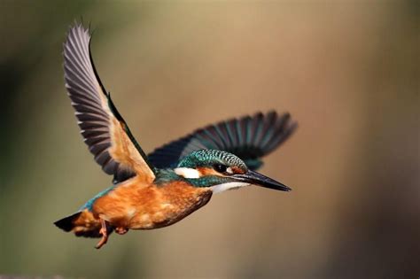  Kingfisher: Un volo nel tempo e nell'avventura!